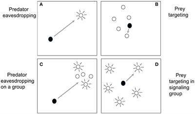 Predator Eavesdropping in a Mixed-Species Environment: How Prey Species May Use Grouping, Confusion, and the Cocktail Party Effect to Reduce Predator Detection